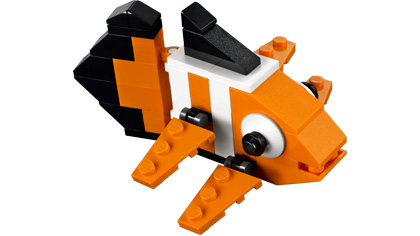 Clown Fish